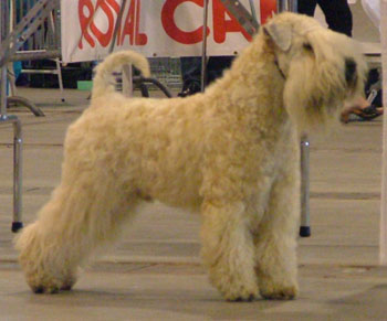 Keridown wheatens best sale