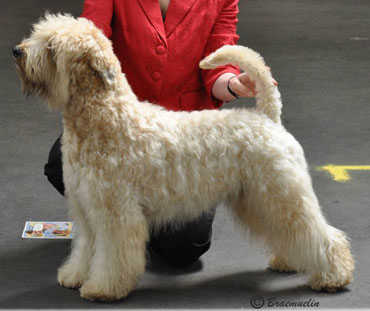 pippajam wheatens